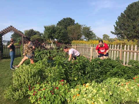 A group of students harvest food from the garden.