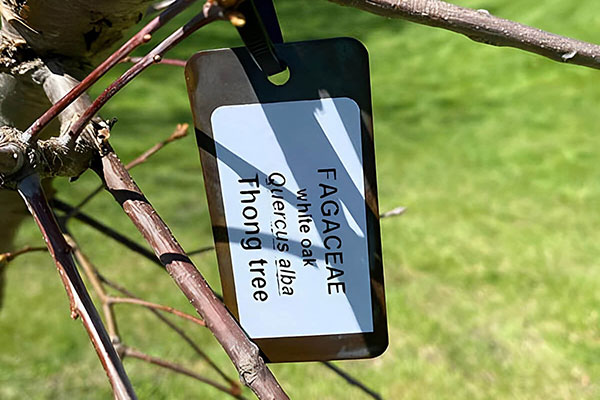A tag on a tree reads 'Fagaceae, white oak, Quercus alba, Thong tree.