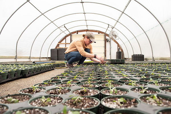 A woman tends to plants in a green house.