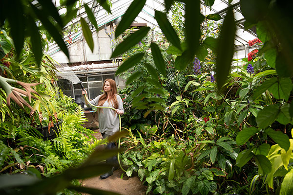 Instructor waters plants inside a university greenhouse.